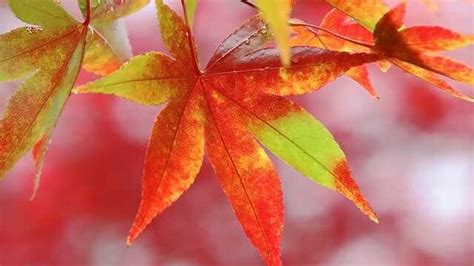 紅葉植物風水|花言葉【もみじ】誕生花やスピリチュアルな話と開運。